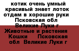 котик,очень умный,красивый,знает лоток. отдам в хорошие руки - Псковская обл., Великие Луки г. Животные и растения » Кошки   . Псковская обл.,Великие Луки г.